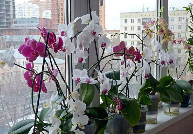 Куда лучше ставить орхидею в квартире?